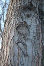 Tree bark abstractions. Eye and Faces on bark structure. Bare tree branches. Royalty Free Stock Photo