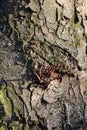 Tree bark abstractions. Green moss on the cracked bark. Bare tree branches. Royalty Free Stock Photo