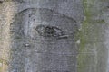Tree bark abstractions. Tree Eyes in close-up. Royalty Free Stock Photo