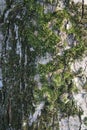 Tree bark abstractions. Green moss on the bark in close-up. Royalty Free Stock Photo