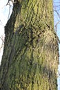 Tree bark abstractions. Old, big tree. Bare branches. Blue sky. Royalty Free Stock Photo