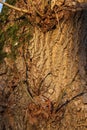 Tree bark abstractions. Old, big tree. Bare branches with buds. Royalty Free Stock Photo