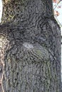 Tree bark abstractions. Old, big tree Eyes and Faces. Bare branches. Royalty Free Stock Photo