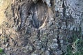 Tree bark abstractions. Tree Eyes and Faces. Daylight. Royalty Free Stock Photo