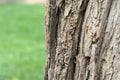 Tree bark with air on the left and green background Royalty Free Stock Photo