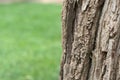 Tree bark with air on the left and green background Royalty Free Stock Photo