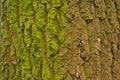 Tree bark with algae moss background in Tiergarten Berlin Germany