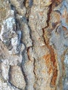 tree bark art of nature Royalty Free Stock Photo