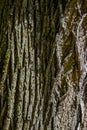 tree bark as a background, photo of a large tree trunk 1