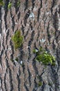 Tree bark. Aspen tree. testure. Picture