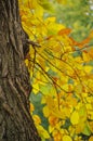 Tree Bark and Autumn Leaves  in Central Park, New York City Royalty Free Stock Photo