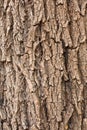 Tree Bark Background Royalty Free Stock Photo