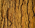 Tree bark background