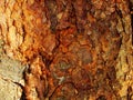 Tree Bark Background