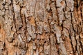 Tree bark in the background. abstract nature background