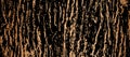 Tree bark background Royalty Free Stock Photo