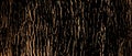 Tree bark background Royalty Free Stock Photo