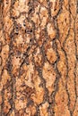Tree bark background Royalty Free Stock Photo