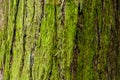 Tree bark background with green lichen Royalty Free Stock Photo