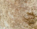 Tree Bark Background With Lichen
