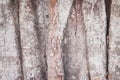 Tree bark background , nature patterns of  bothi tree texture Royalty Free Stock Photo