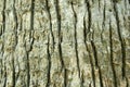 Tree Bark background