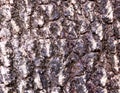 Tree bark background pattern. Abstract texture. Photo brown, grey tree bark arranged in lines it beautiful. Royalty Free Stock Photo