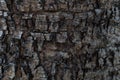 Tree bark background / textur