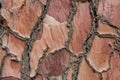 Tree bark background texture Royalty Free Stock Photo