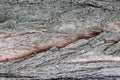 Tree bark background