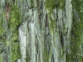 Tree bark background or texture pattern, abstract background and texture for design Royalty Free Stock Photo