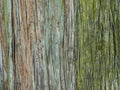 Tree bark background or texture pattern, abstract background and texture for design Royalty Free Stock Photo