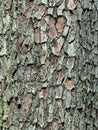 Tree bark background or texture pattern, abstract background and texture for design Royalty Free Stock Photo
