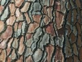 Tree bark background or texture pattern, abstract background and texture for design Royalty Free Stock Photo