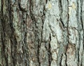 Tree bark background or texture pattern, abstract background and texture for design Royalty Free Stock Photo