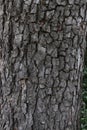 Tree bark background texture. Real wooden tree bark. Dark natural tree bark pattern. Wooden pattern. Real organic wood texture. Royalty Free Stock Photo