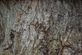 Tree Bark Background Vertikal Royalty Free Stock Photo