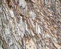 The Tree bark.