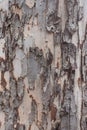 Tree bark for backgrounds