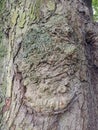 Tree bark big pieces, just like puzzle, tree protection