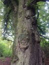 Tree bark big pieces, just like puzzle, tree protection