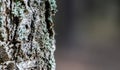 Tree bark birch macro with blurred forest background