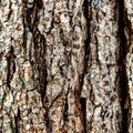 Close bark Royalty Free Stock Photo