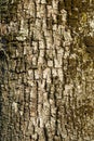 tree bark brush photoshop background