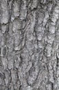 Tree bark of a chestnut texture background Royalty Free Stock Photo