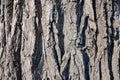 Tree bark Royalty Free Stock Photo