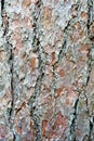 Tree bark