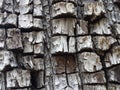 Tree bark Royalty Free Stock Photo