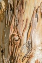 Tree bark close up B Royalty Free Stock Photo