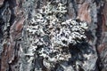 Tree bark close-up, tree background